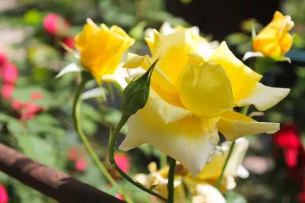 Gelbe Rose im Garten — Stockfoto