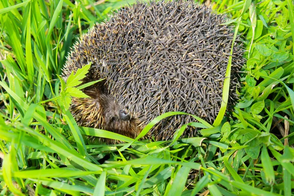 Egel op groen gras — Stockfoto