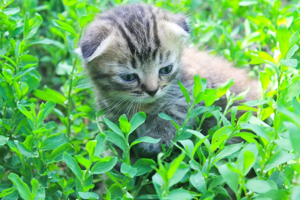 British kitten on green grass — Stock Photo, Image