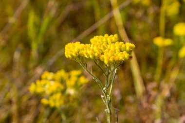 Helichrysum arenarium çayır üzerinde