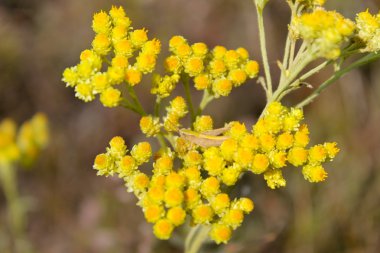 Helichrysum arenarium çayır üzerinde