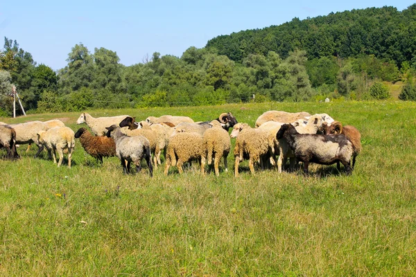 Gregge di pecore — Foto Stock