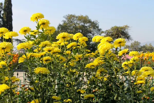 stock image Chrysanthemums grows in garden