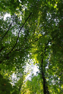 Ormandaki yeşil ağaçlar