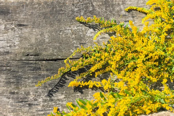 木製の背景にミモザの花 — ストック写真