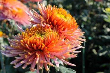 Krizantem bahçede büyür