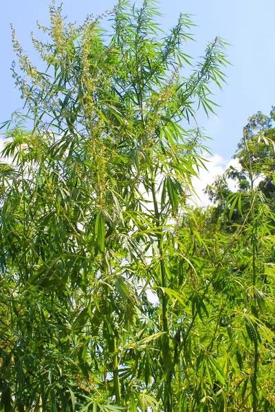 푸른 하늘 배경에서 대마초 식물 — 스톡 사진