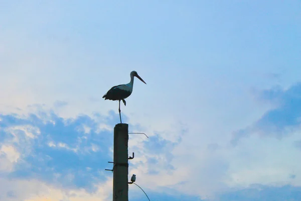 Storch steht auf Betonpfahl — Stockfoto