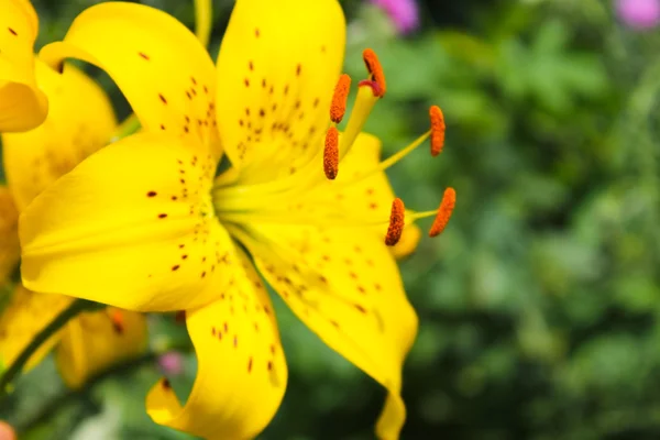 Lily Bahçe — Stok fotoğraf