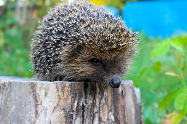 Igel auf Baumstamm — Stockfoto