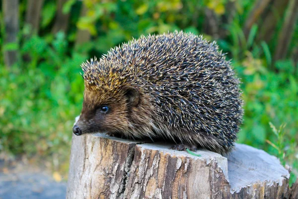 Igelkott på Stock — Stockfoto