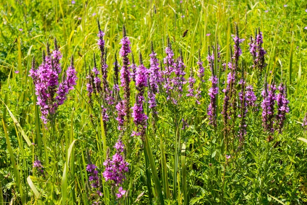 Lila losestrife (Lythrum salicaria)) — Stockfoto