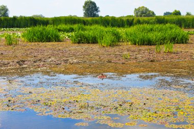 Bataklıkta su bitkileri