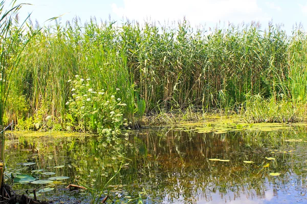 Водні рослини в болоті — стокове фото