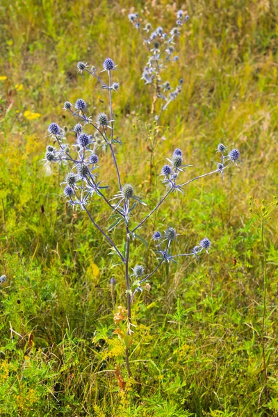 Blue thistle flowers on meadow — Stock Photo, Image