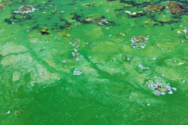 Πράσινα φύκια στην επιφάνεια νερού — Φωτογραφία Αρχείου
