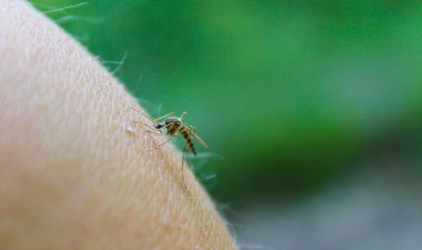 Sivrisinek (Culex pipiens) insan vücudunun kanıyla beslenir