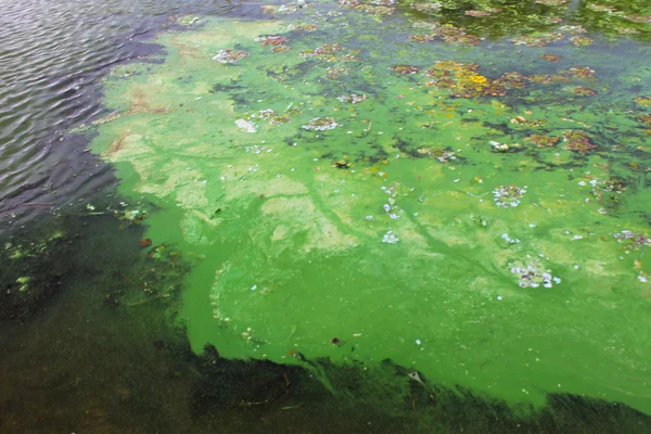 Algas verdes en la superficie del agua — Foto de Stock