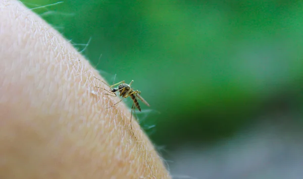 Mosquito (Culex pipiens) se alimenta de la sangre del cuerpo humano —  Fotos de Stock