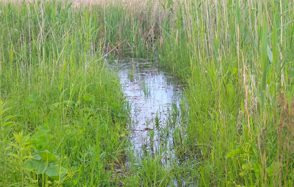 Pantano con cañas verdes en el agua — Foto de Stock