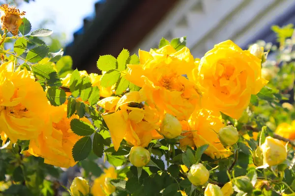 Gelbe Rose im Garten — Stockfoto