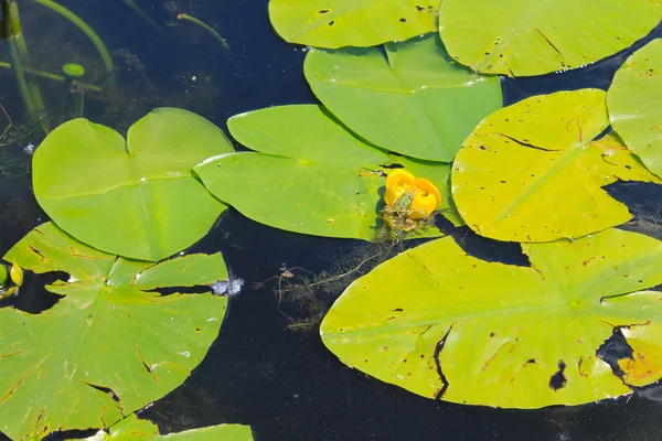 Kikker zit op de bloem van de water — Stockfoto