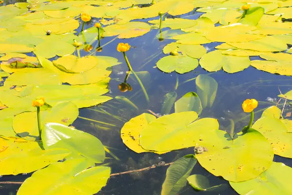 노란 물 꽃 (Nuphar lutea의) — 스톡 사진