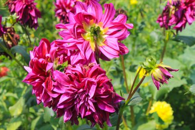 Bahçedeki Dahlia