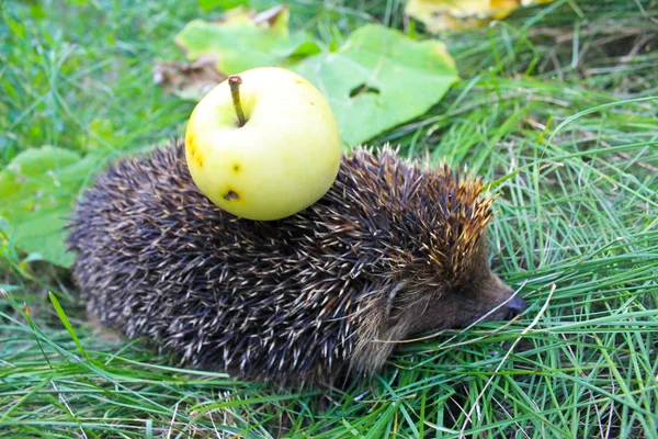 Hedgehog carrega maçã nas costas — Fotografia de Stock