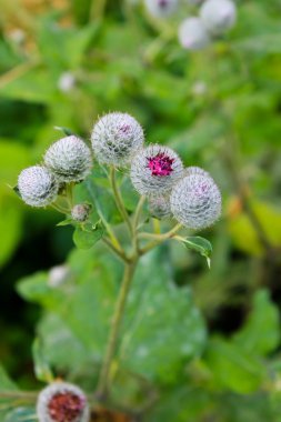 Çiçek açan Dulavratotu (Arctium fındık) 