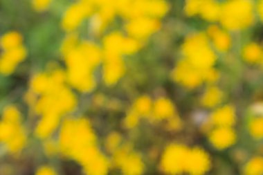 sarı arka plan bulanık