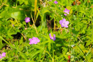 Mor cranesbill çiçek (Sardunya sanguineum) 