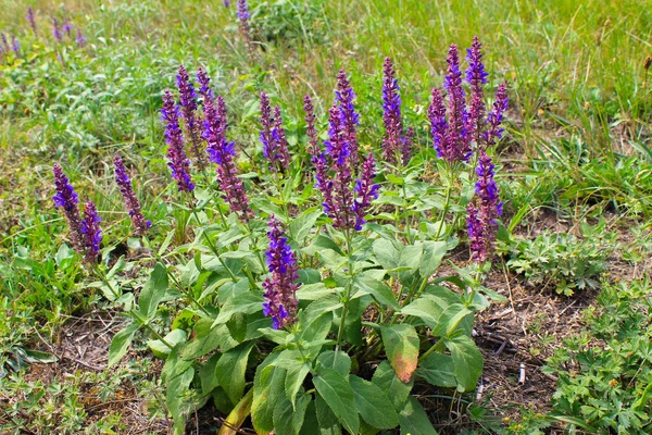 Purple wild salvia flowers — Stock Photo, Image