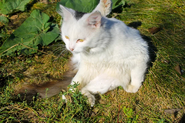 Gato sentado en verde hierba — Foto de Stock