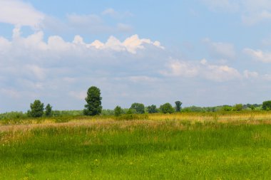 yeşil çayır ve mavi gökyüzü
