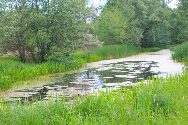 ormandaki küçük nehir