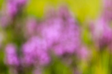 Mor ve yeşil arka plan bulanık