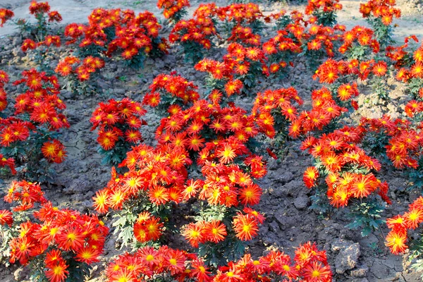 Хризантемы в саду — стоковое фото