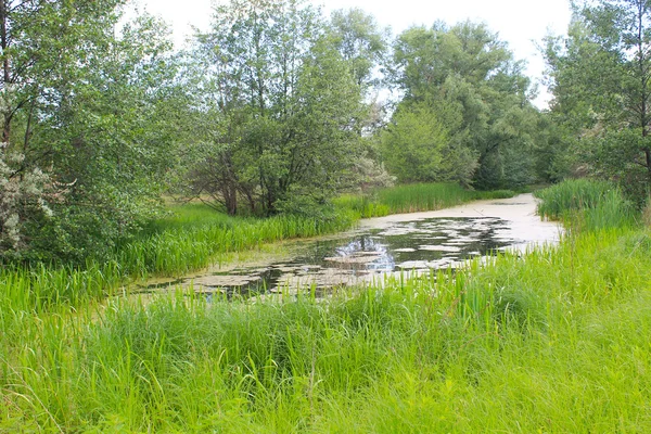 Small river in forest — Stock Photo, Image