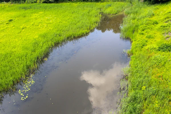 River with reeds on the shore — Stock Photo, Image