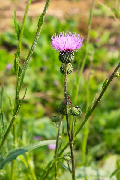 Melancholy thistle (Cirsium Heterophyllum) — Stock Photo, Image