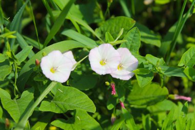çayır üzerinde beyaz gündüzsefası