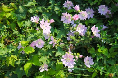 Vahşi pembe ebegümeci