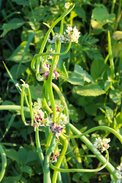 Fa hagyma (Allium proliferum ) — Stock Fotó