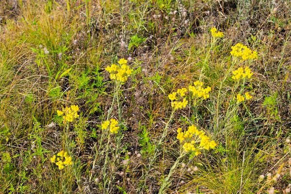 Helichrysum arenarium no prado — Fotografia de Stock