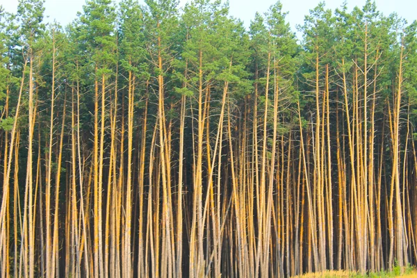 Bosque verde de coníferas — Foto de Stock