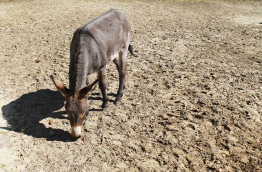 Padok içinde eşek