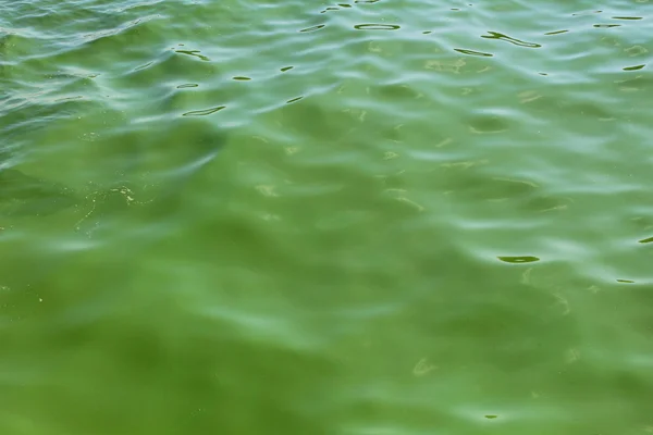 Água verde em flor — Fotografia de Stock