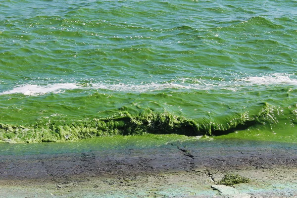 Groen water in bloei — Stockfoto