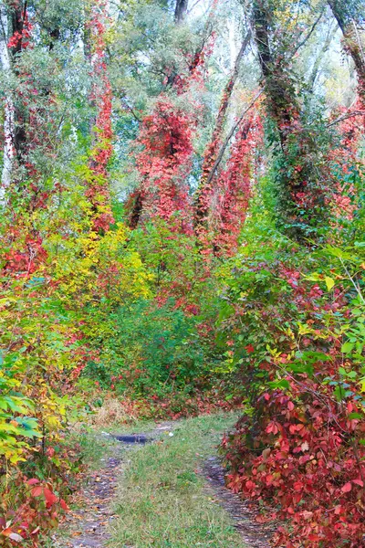 Осенний яркий лес — стоковое фото